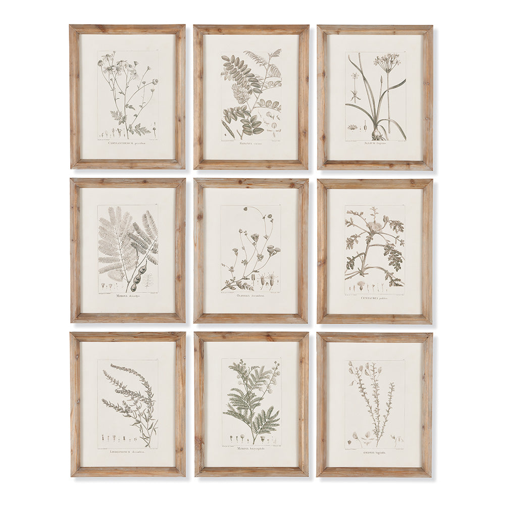 BOTANICAL ILLUSTRATIONS, SET OF 9 BY NAPA HOME & GARDEN - A. Dodson's