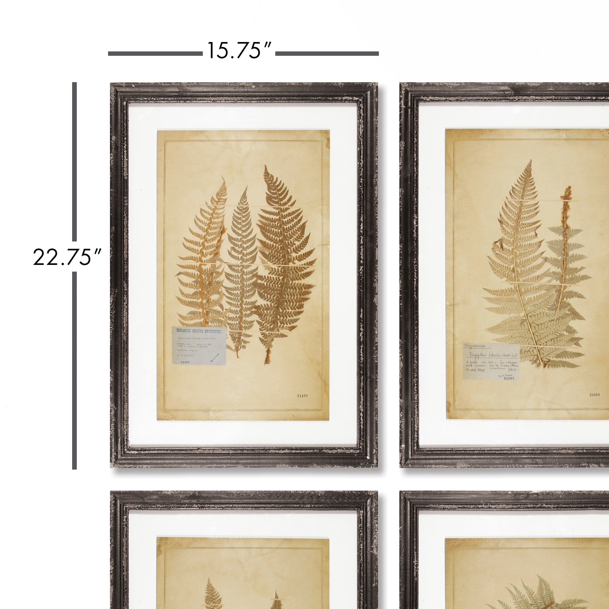 Framed Vintage Fern Prints, Set Of 8 - View 2