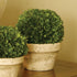 Boxwood Ball In Pot Large - View 2