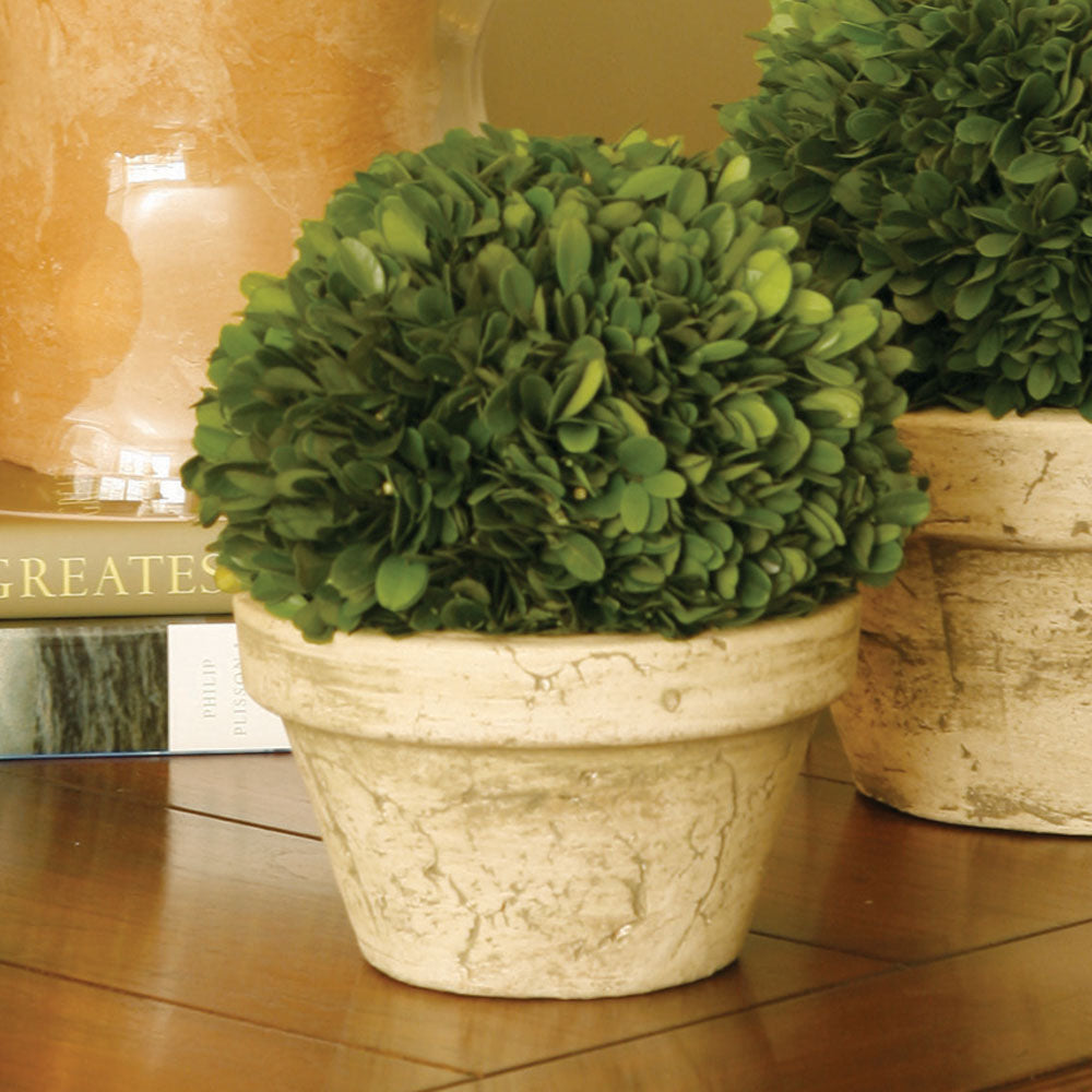 Boxwood Ball In Pot Medium - View 2