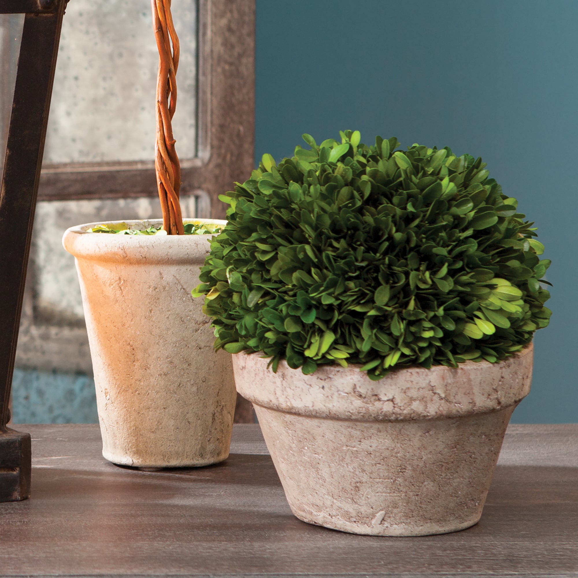 Boxwood Ball In Pot Medium - View 4