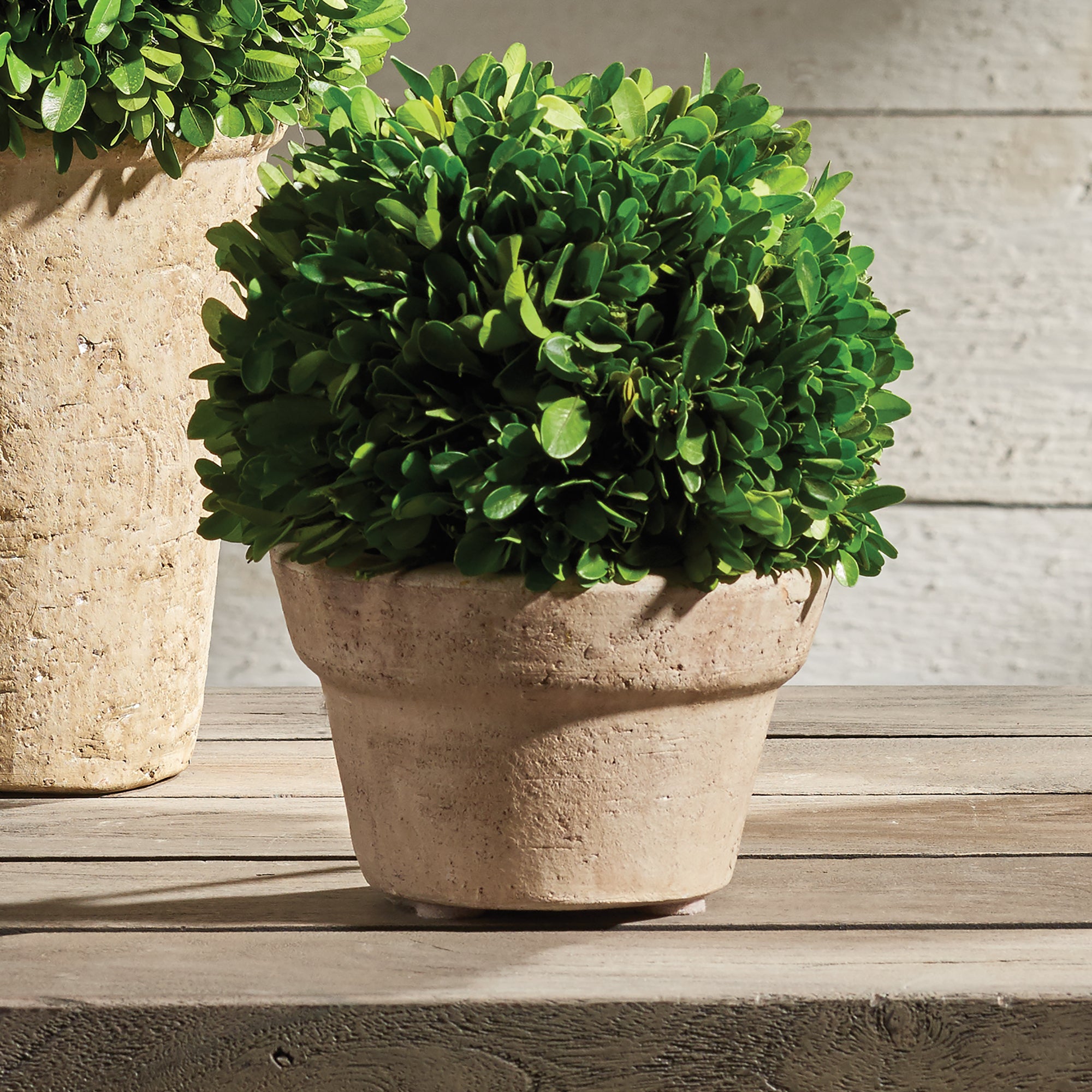 Boxwood Ball In Pot Medium - View 6