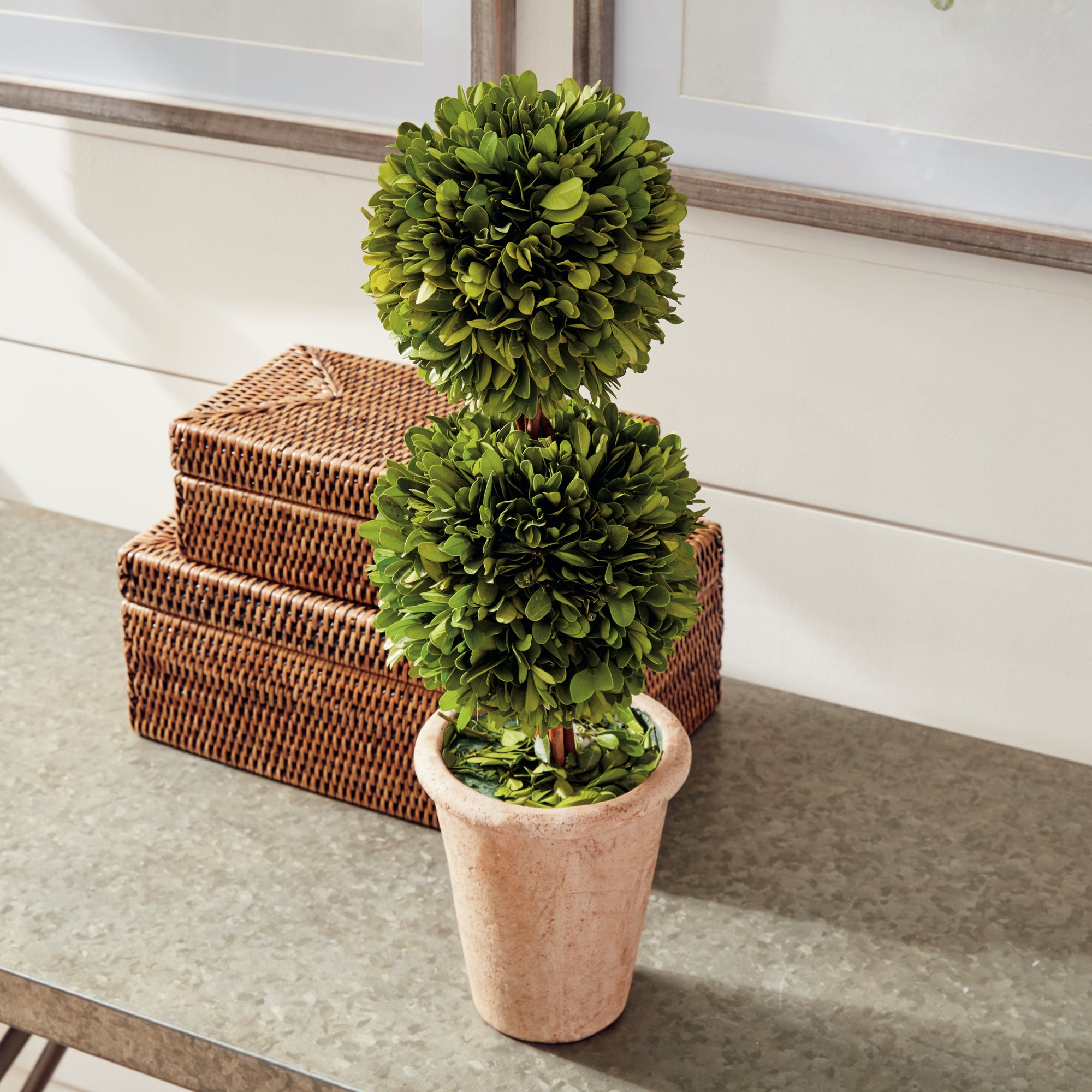 Boxwood Double Sphere Topiary 20" - View 4