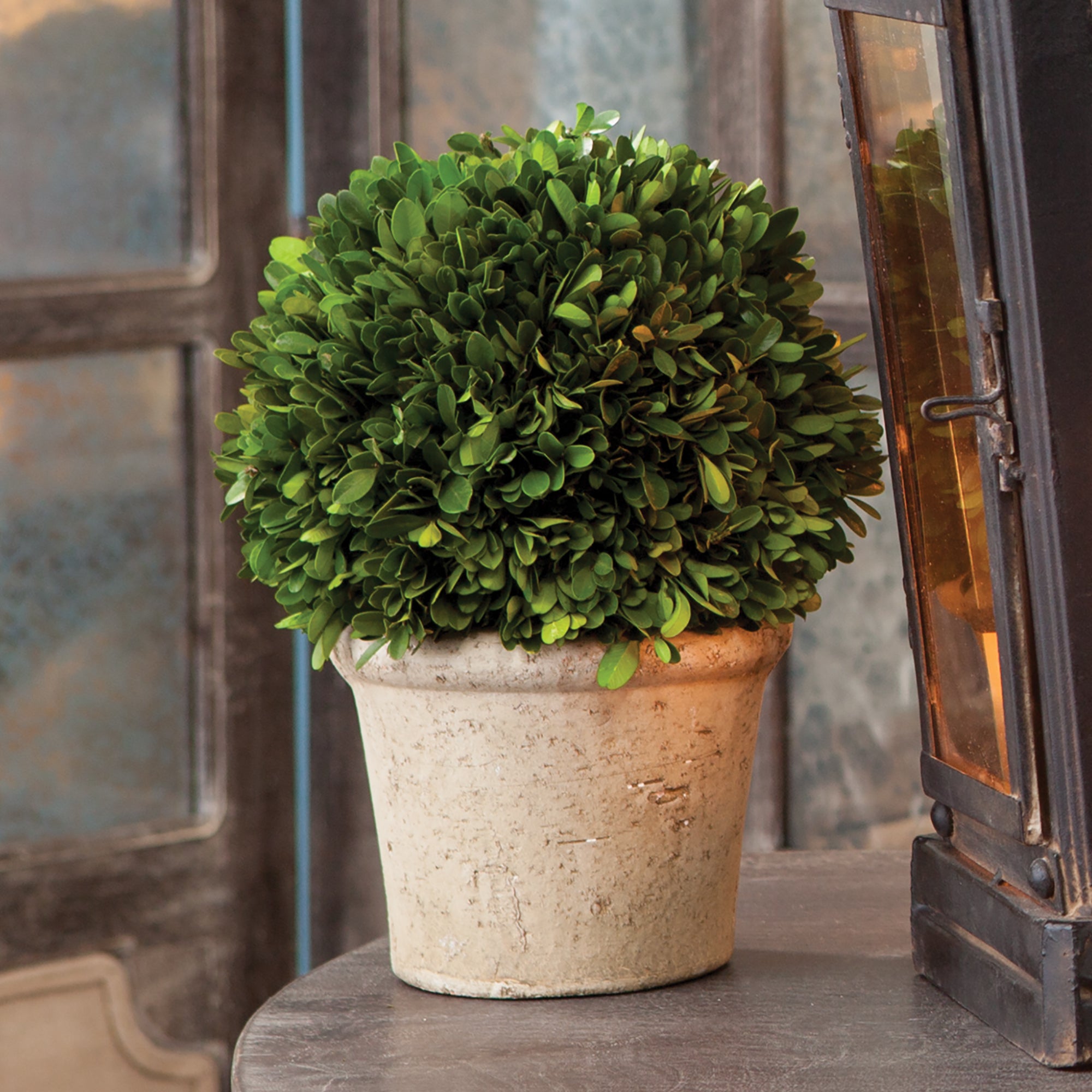 Boxwood 8" Ball In Pot - View 2