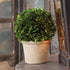 Boxwood 8" Ball In Pot - View 2