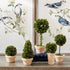 Boxwood Topiaries In Pots, Set Of 5 - View 3
