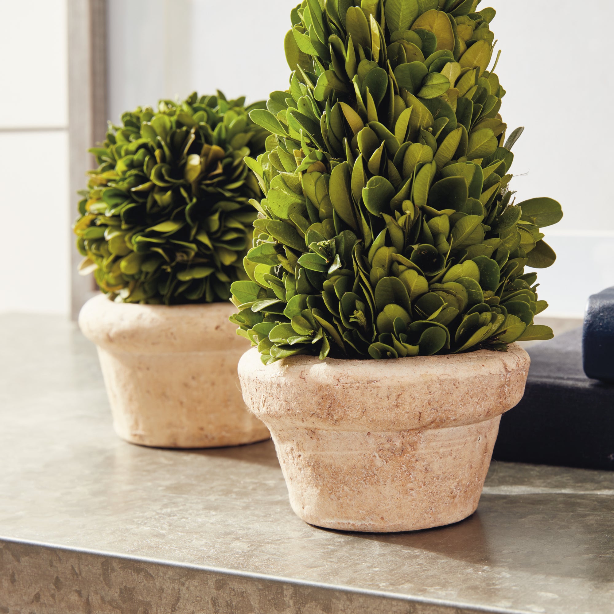 Boxwood Topiaries In Pots, Set Of 5 - View 5
