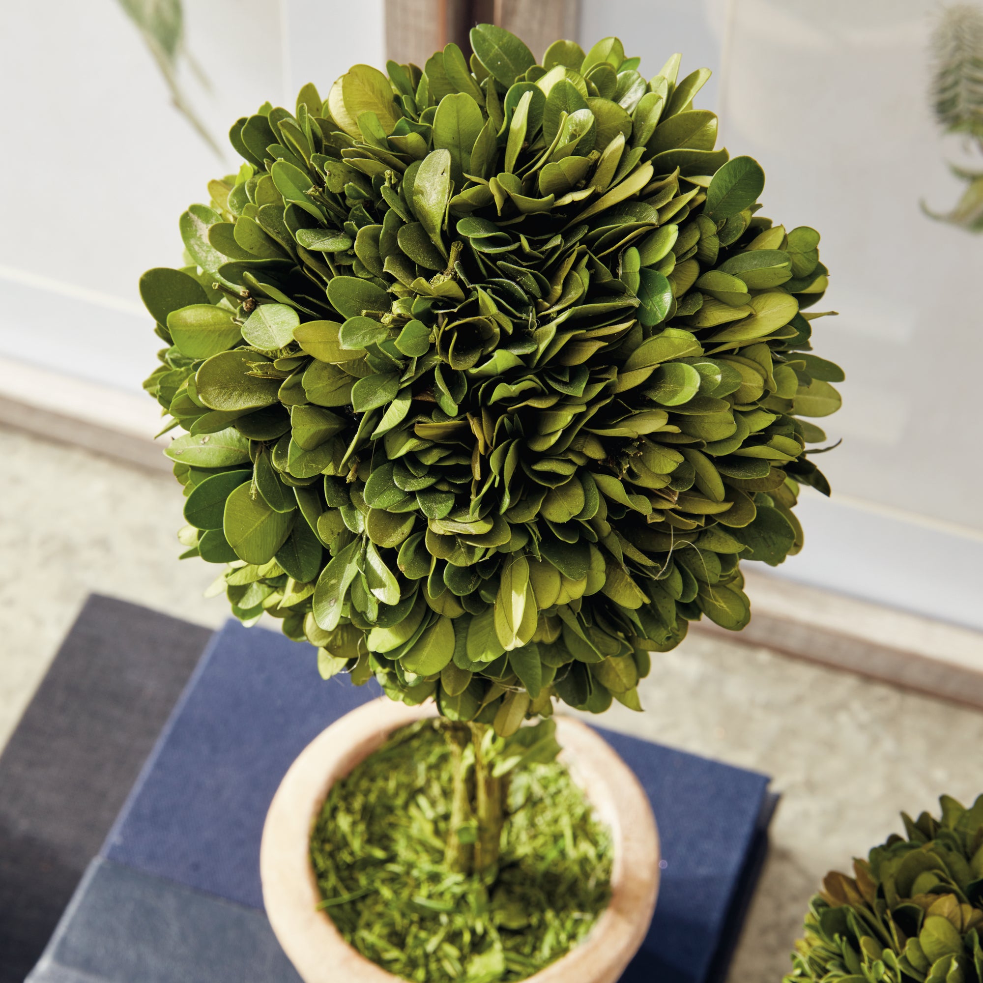 Boxwood Topiaries In Pots, Set Of 5 - View 6