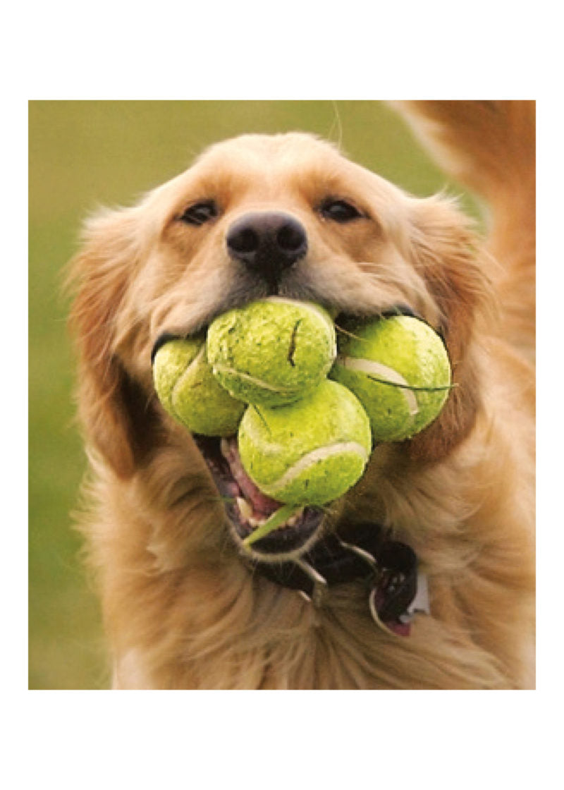 GOLDEN DOG WITH TENNIS BALL CARD - A. Dodson's