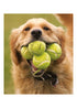 GOLDEN DOG WITH TENNIS BALL CARD - A. Dodson's