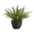 Grand Boston Fern Drop-In 30"