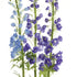 Delphinium Drop-In 53" - View 3
