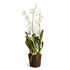 SPIDER ORCHID DROP-IN 44"