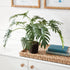 Split Leaf Selloum Drop-In 22.5" - View 4