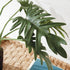 Split Leaf Selloum Drop-In 22.5" - View 7