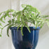 Forest Fern Drop-In 29.5" - View 2
