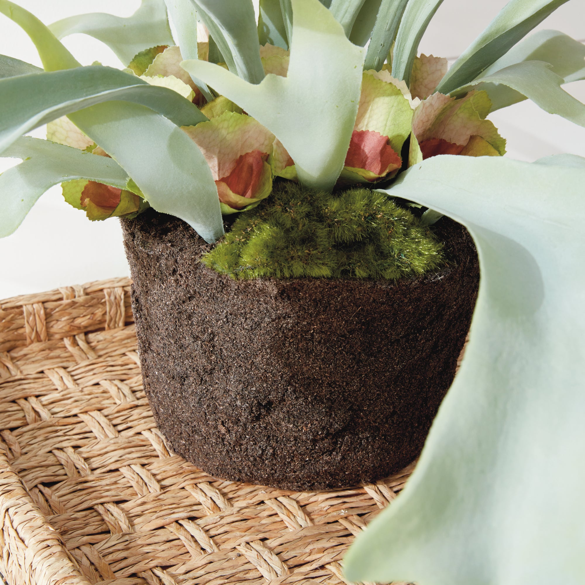 Staghorn Fern Drop-In 21" - View 5