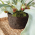 Staghorn Fern Drop-In 21" - View 5