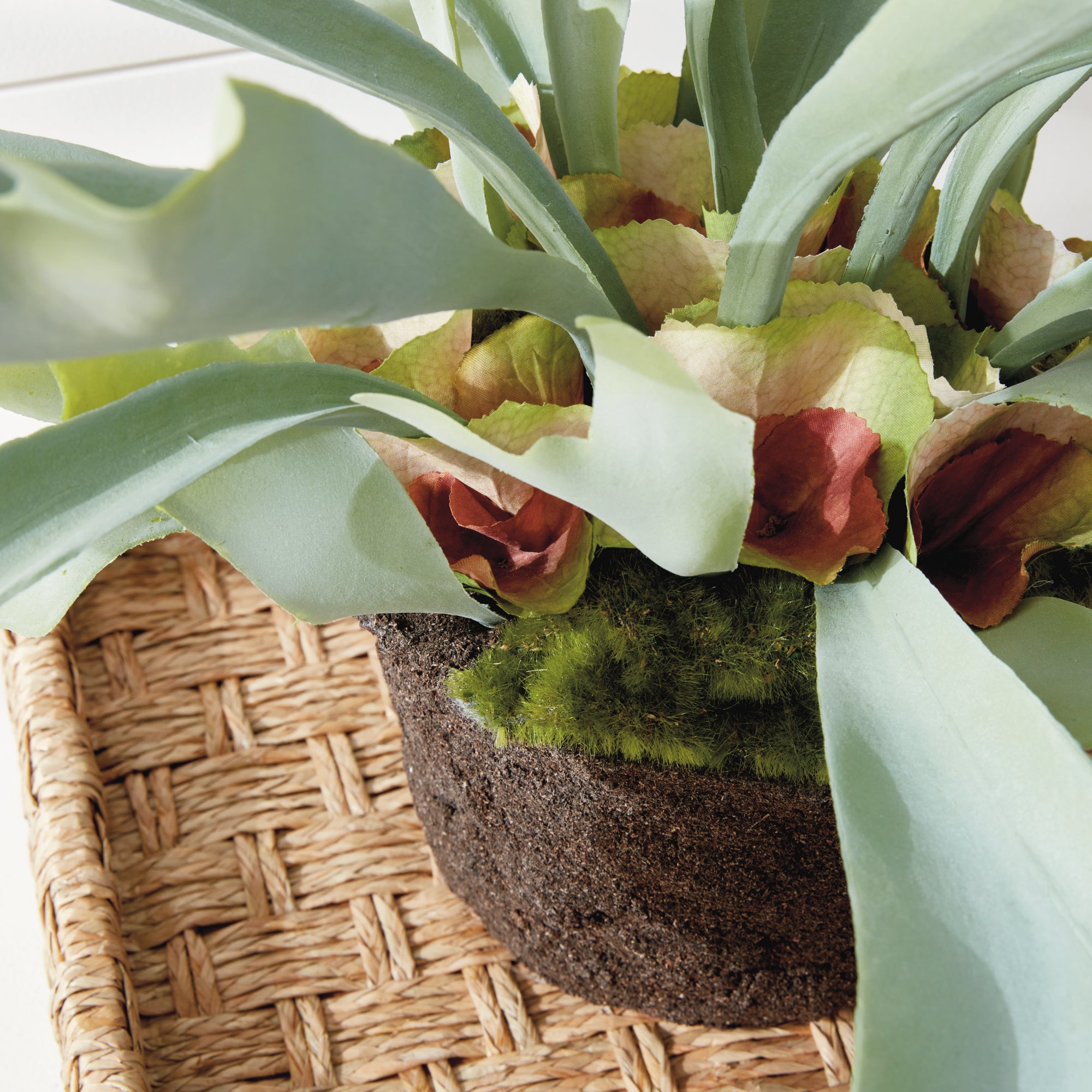 STAGHORN FERN DROP-IN 21" - view 6