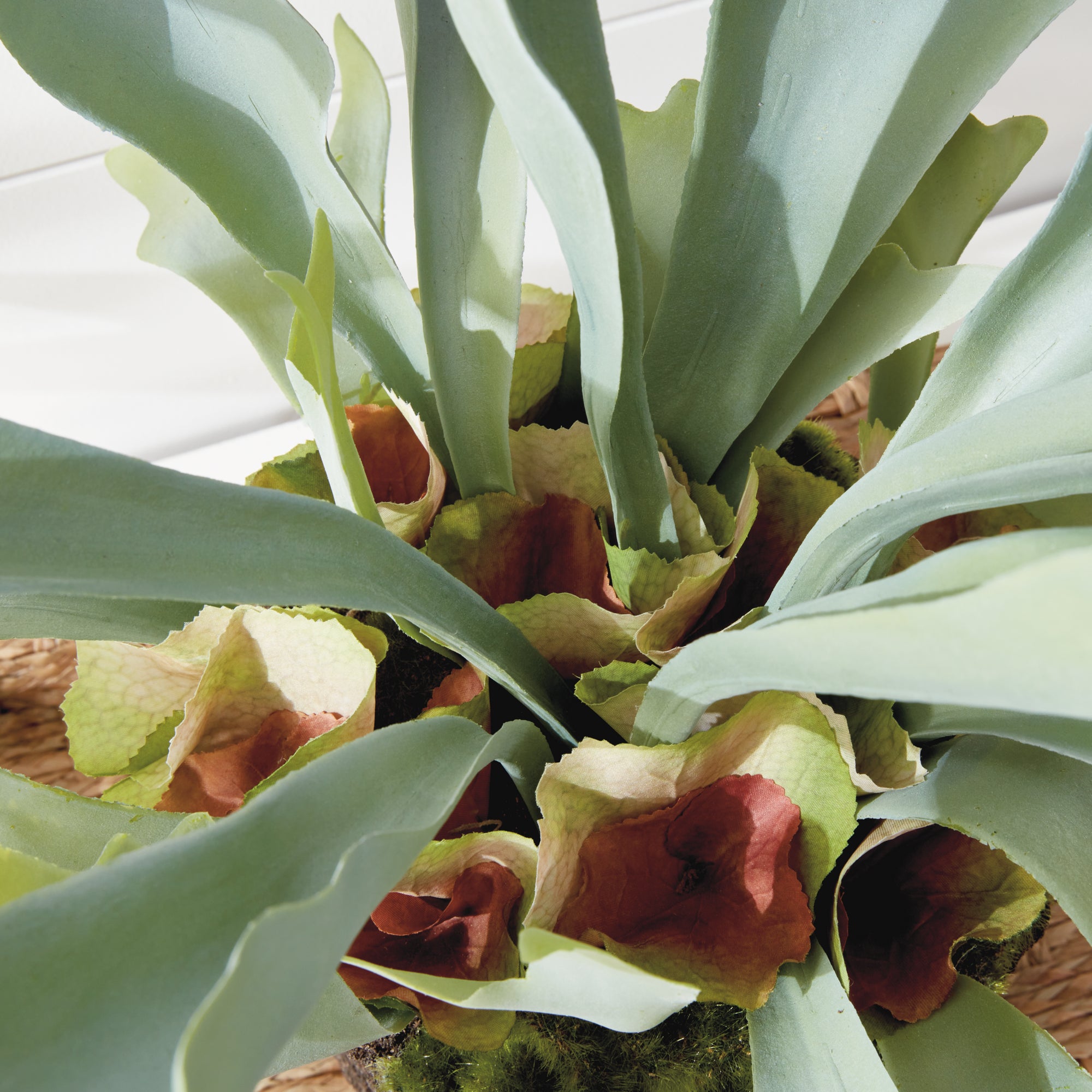 Staghorn Fern Drop-In 21" - View 7