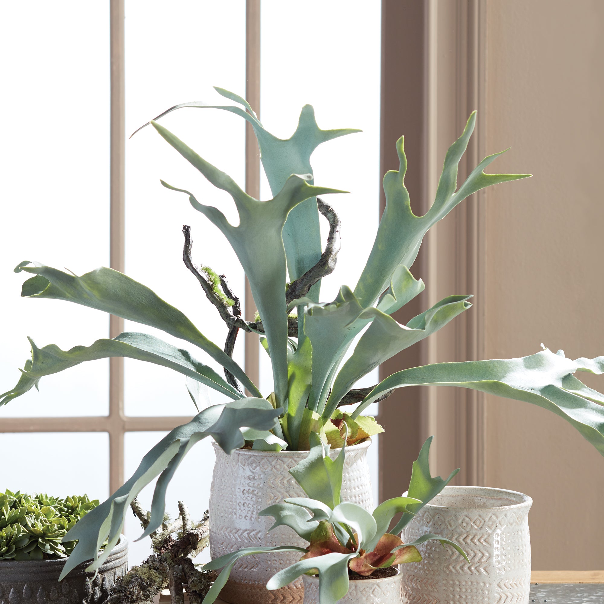 Staghorn Fern Drop-In 22" - View 2