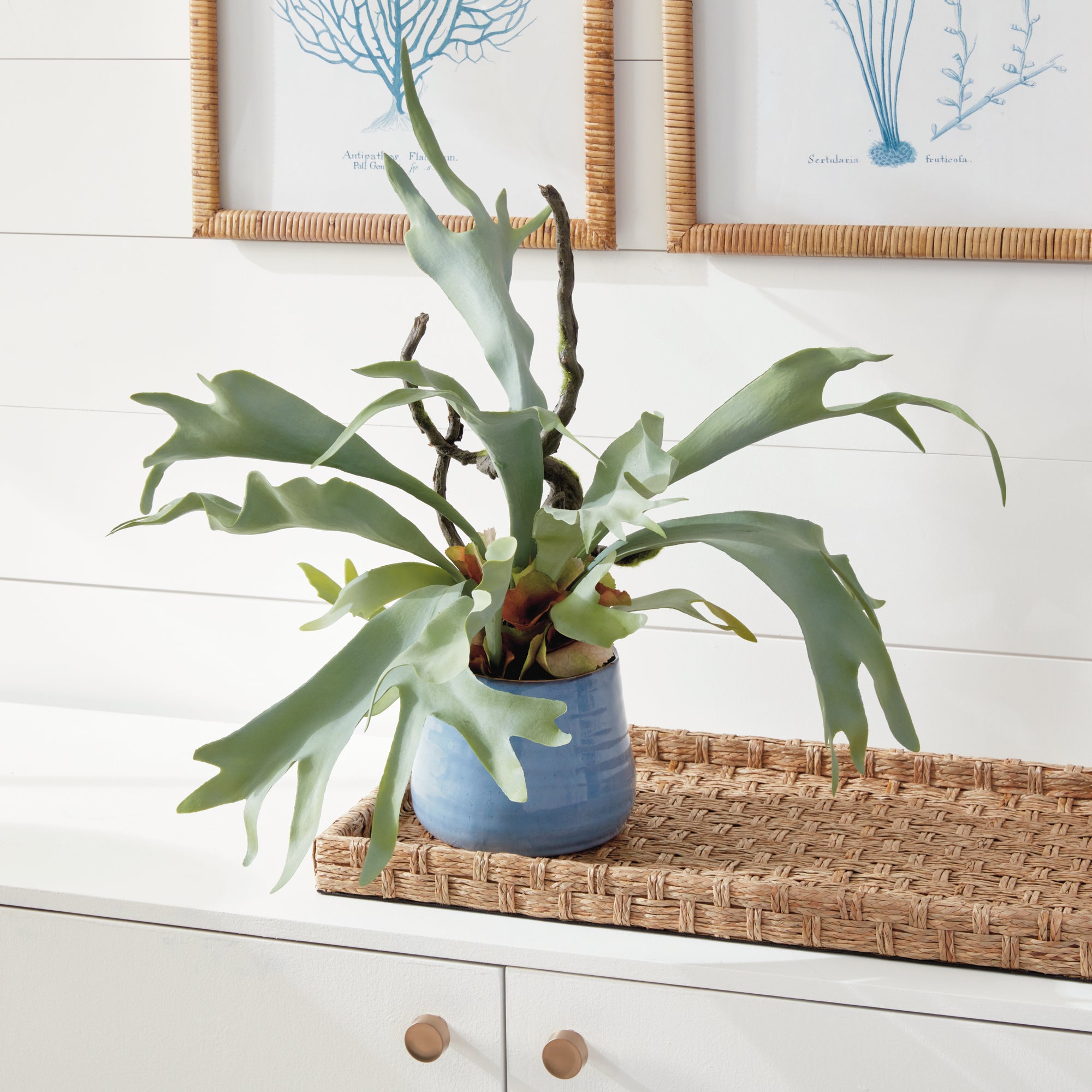 Staghorn Fern Drop-In 22" - View 3