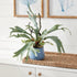 Staghorn Fern Drop-In 22" - View 3