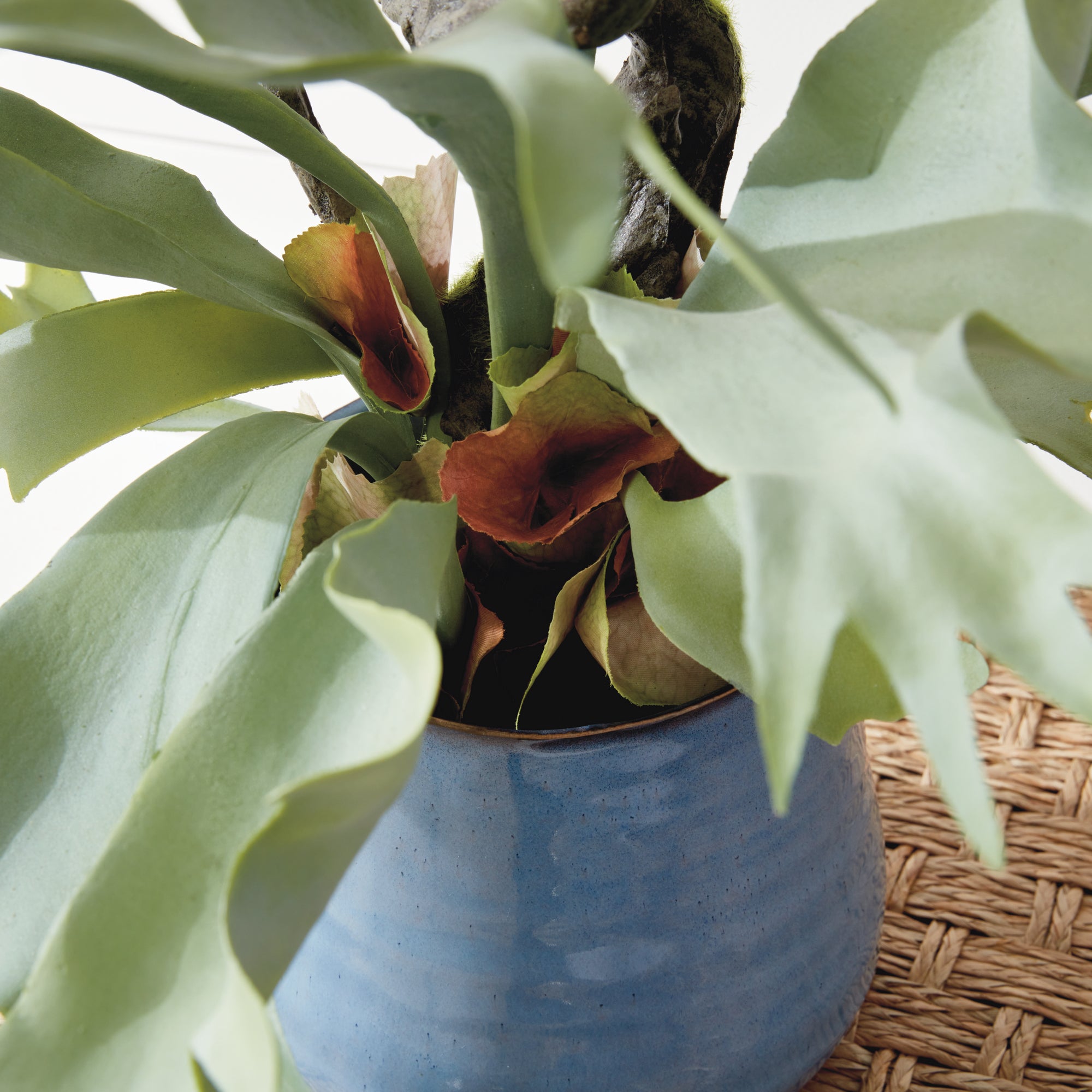 Staghorn Fern Drop-In 22" - View 4