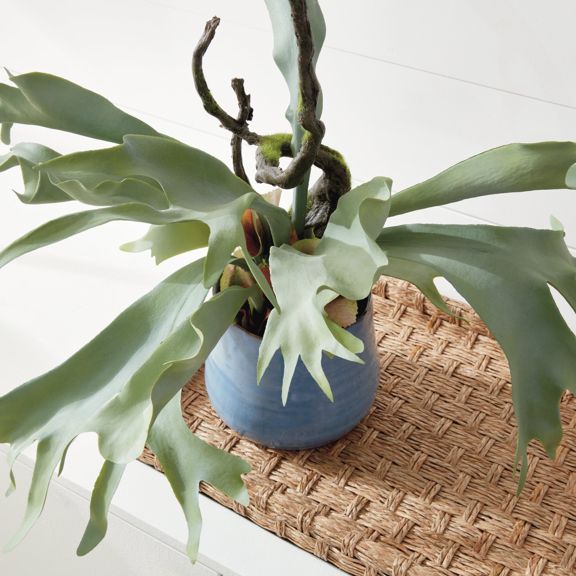 Staghorn Fern Drop-In 22" - View 5