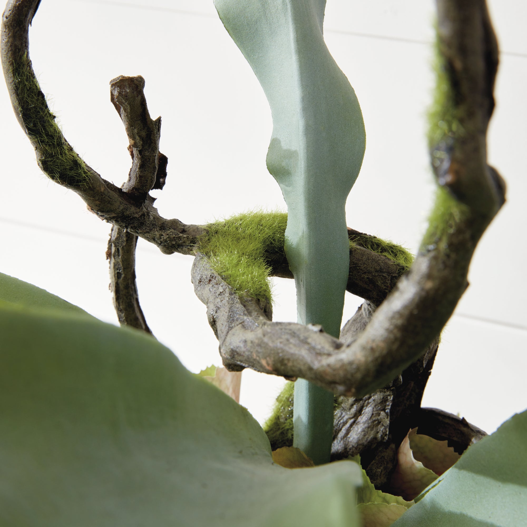 Staghorn Fern Drop-In 22" - View 6