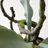 Staghorn Fern Drop-In 22" - View 6