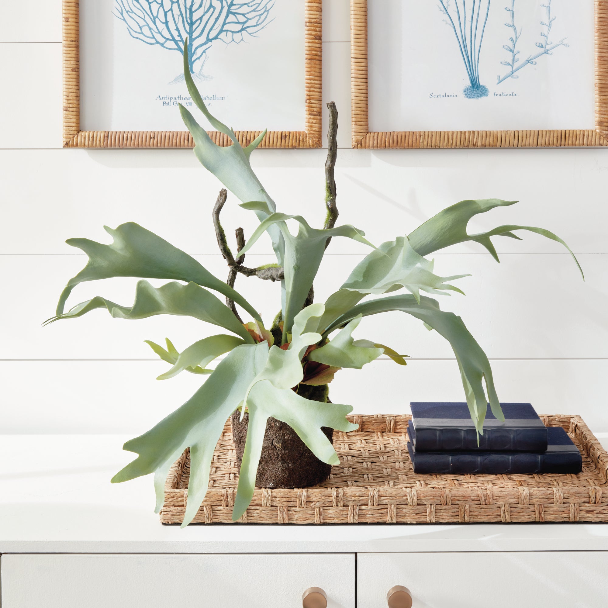 STAGHORN FERN DROP-IN 22" - view 8