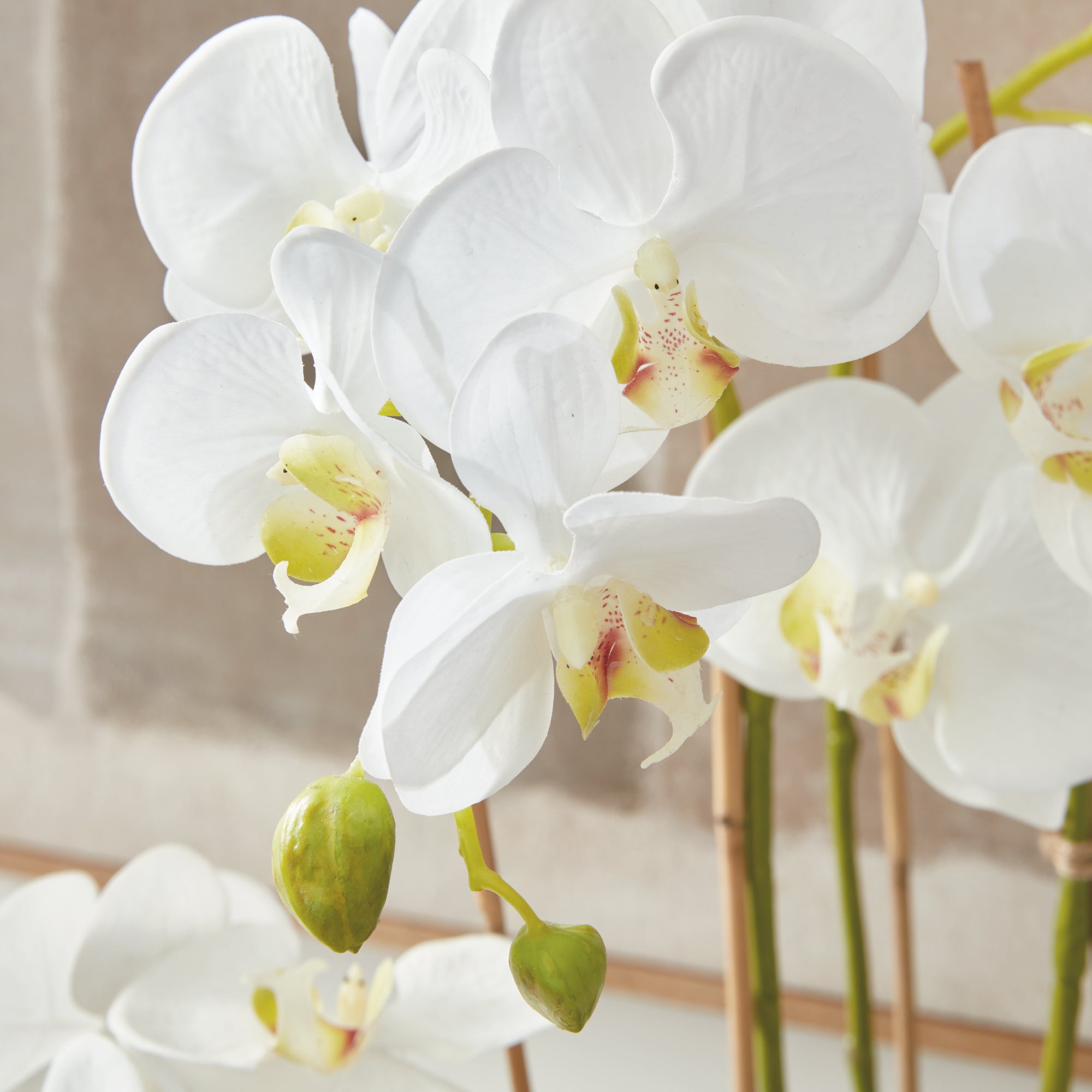 Phalaenopsis Orchid Drop-In 30" - View 7