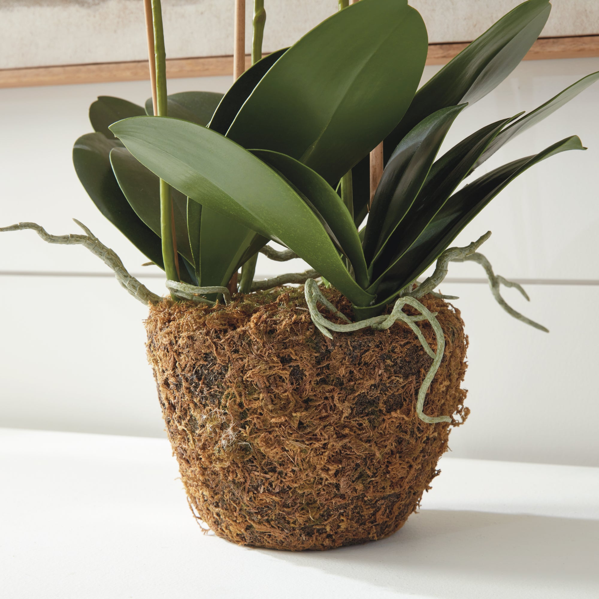 Phalaenopsis Orchid Drop-In 30" - View 9