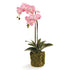Phalaenopsis Orchid Drop-In 23"