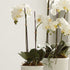 Phalaenopsis Orchid Drop-In 23" - View 2