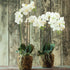 Phalaenopsis Orchid Drop-In 23" - View 3