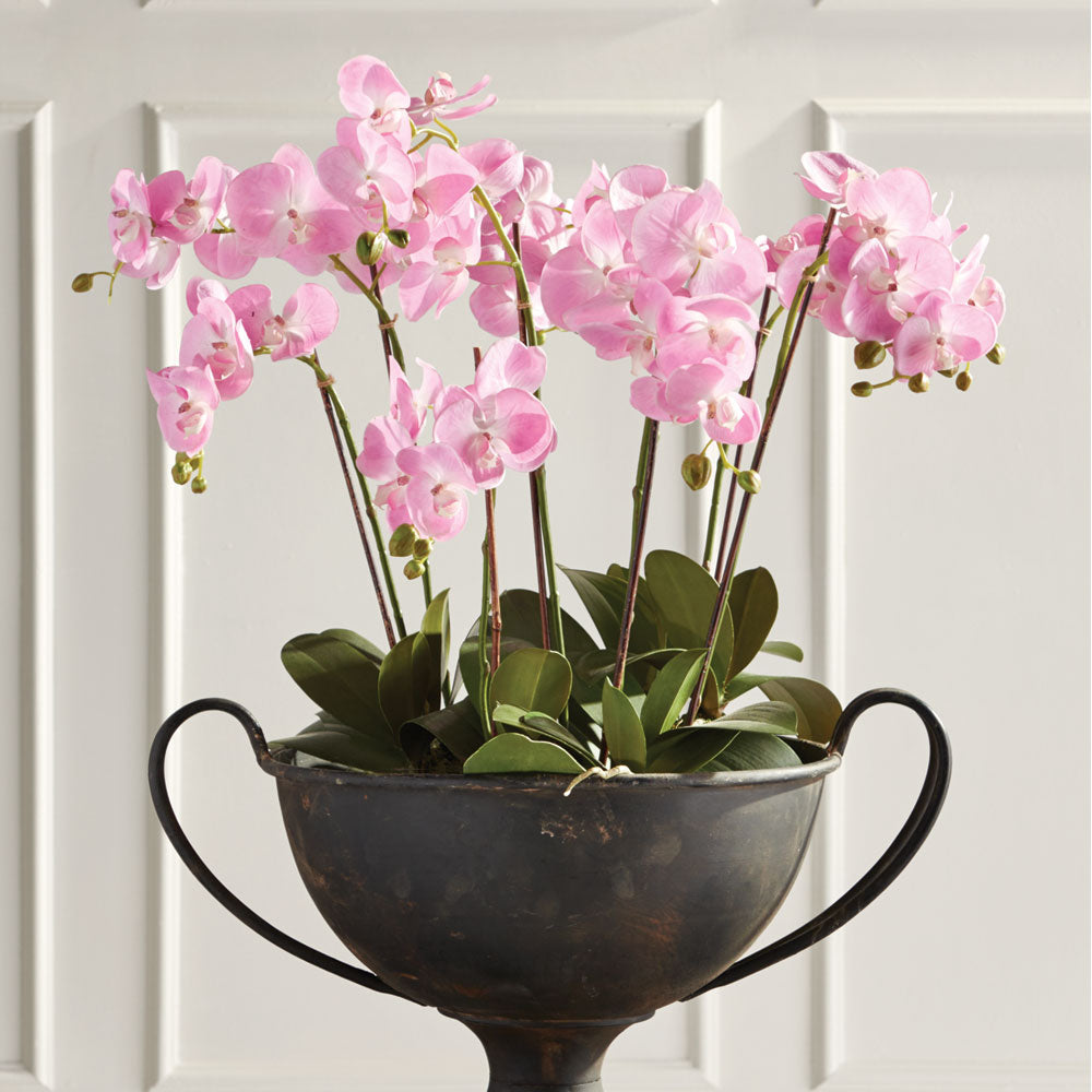 Phalaenopsis Orchid Drop-In 30" - View 2