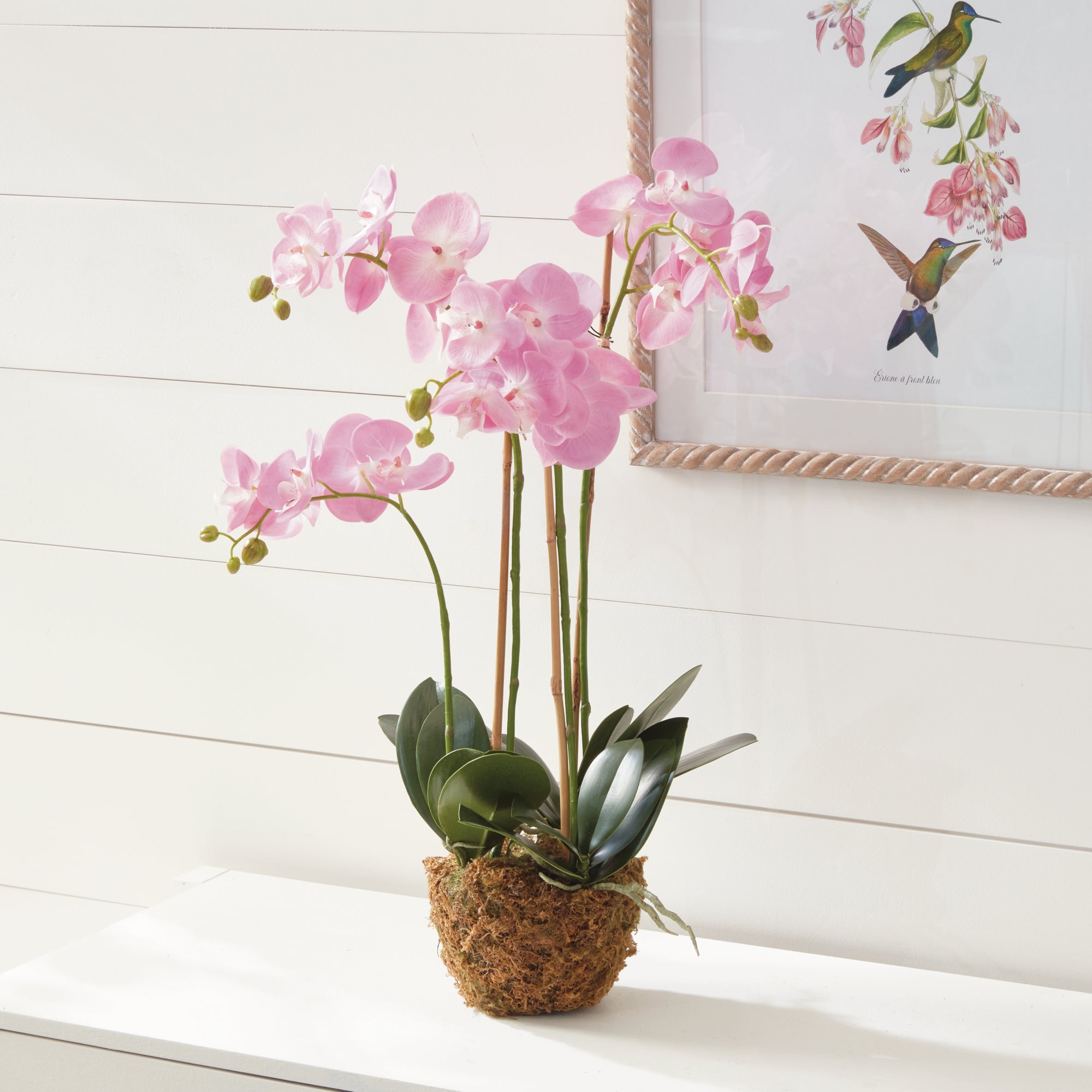 Phalaenopsis Orchid Drop-In 30" - View 3