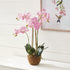Phalaenopsis Orchid Drop-In 30" - View 3