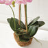 Phalaenopsis Orchid Drop-In 30" - View 4