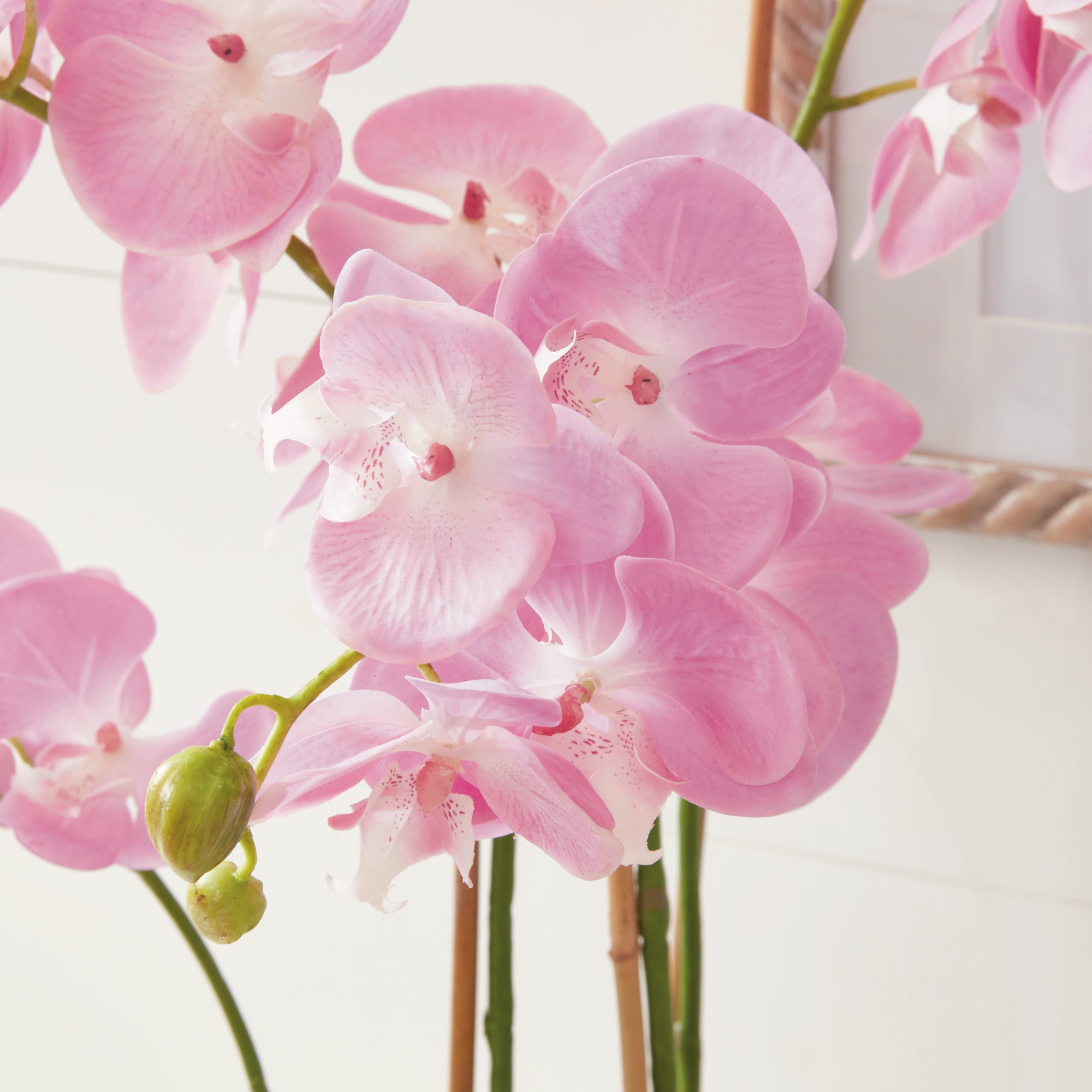 Phalaenopsis Orchid Drop-In 30" - View 6
