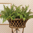 SOFT FERN DROP-IN 10.5" - view 2