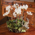 Mini Dendrobium With Rustic Drop-In 16" - View 2