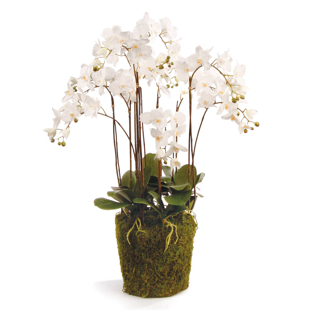 PHALAENOPSIS ORCHID DROP-IN 36"