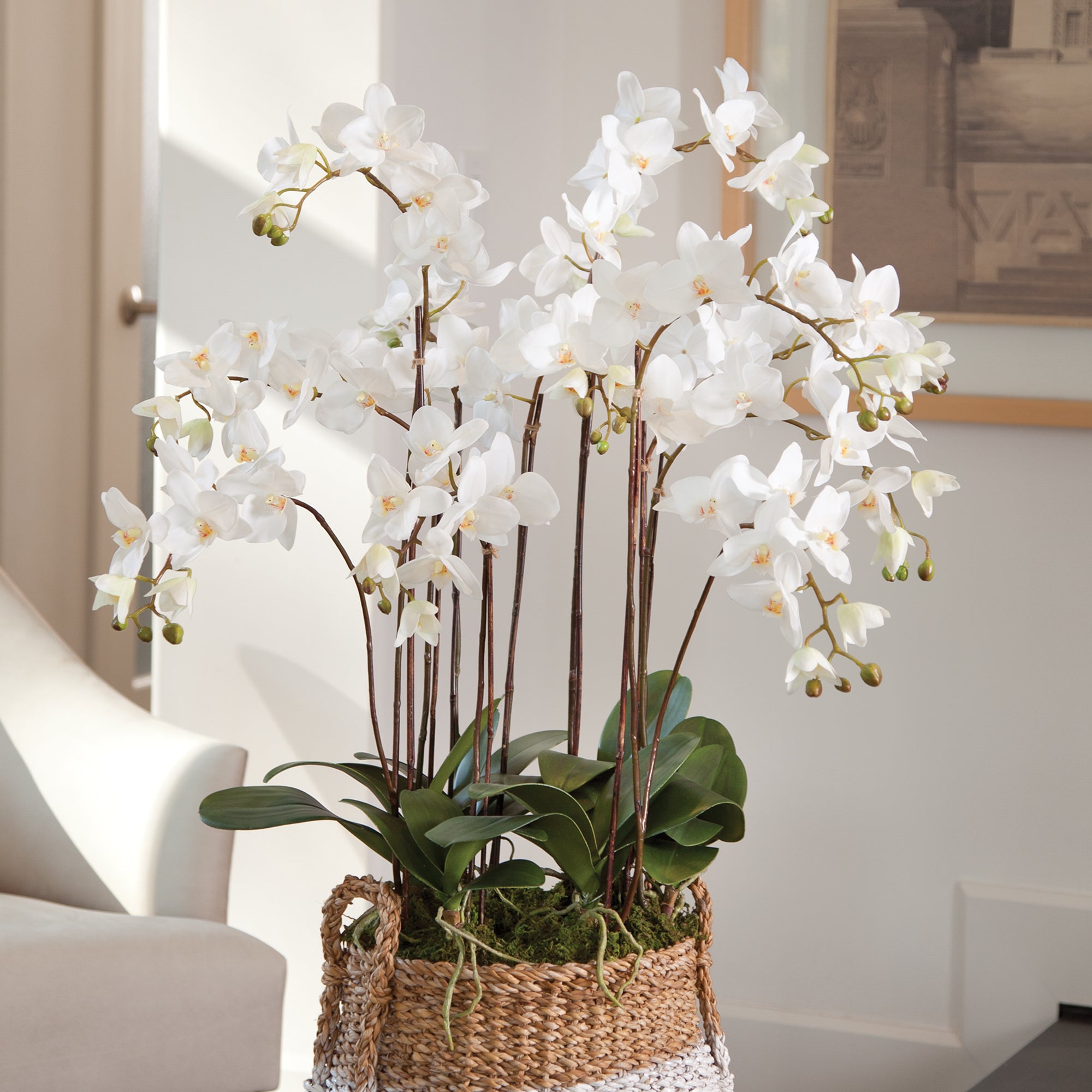 Phalaenopsis Orchid Drop-In 36" - View 2