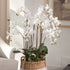 Phalaenopsis Orchid Drop-In 36" - View 2