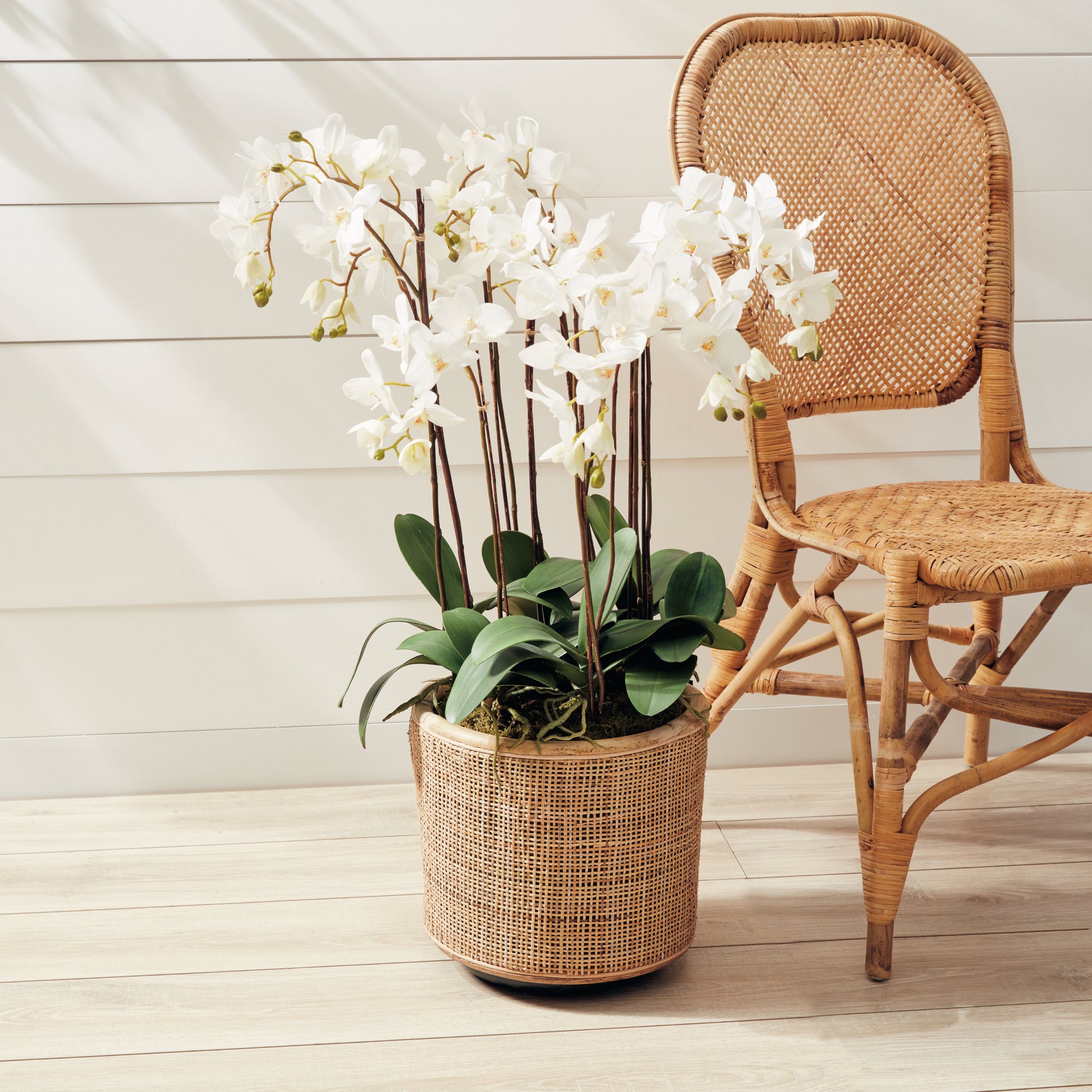 PHALAENOPSIS ORCHID DROP-IN 36" - view 3