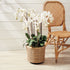 Phalaenopsis Orchid Drop-In 36" - View 3