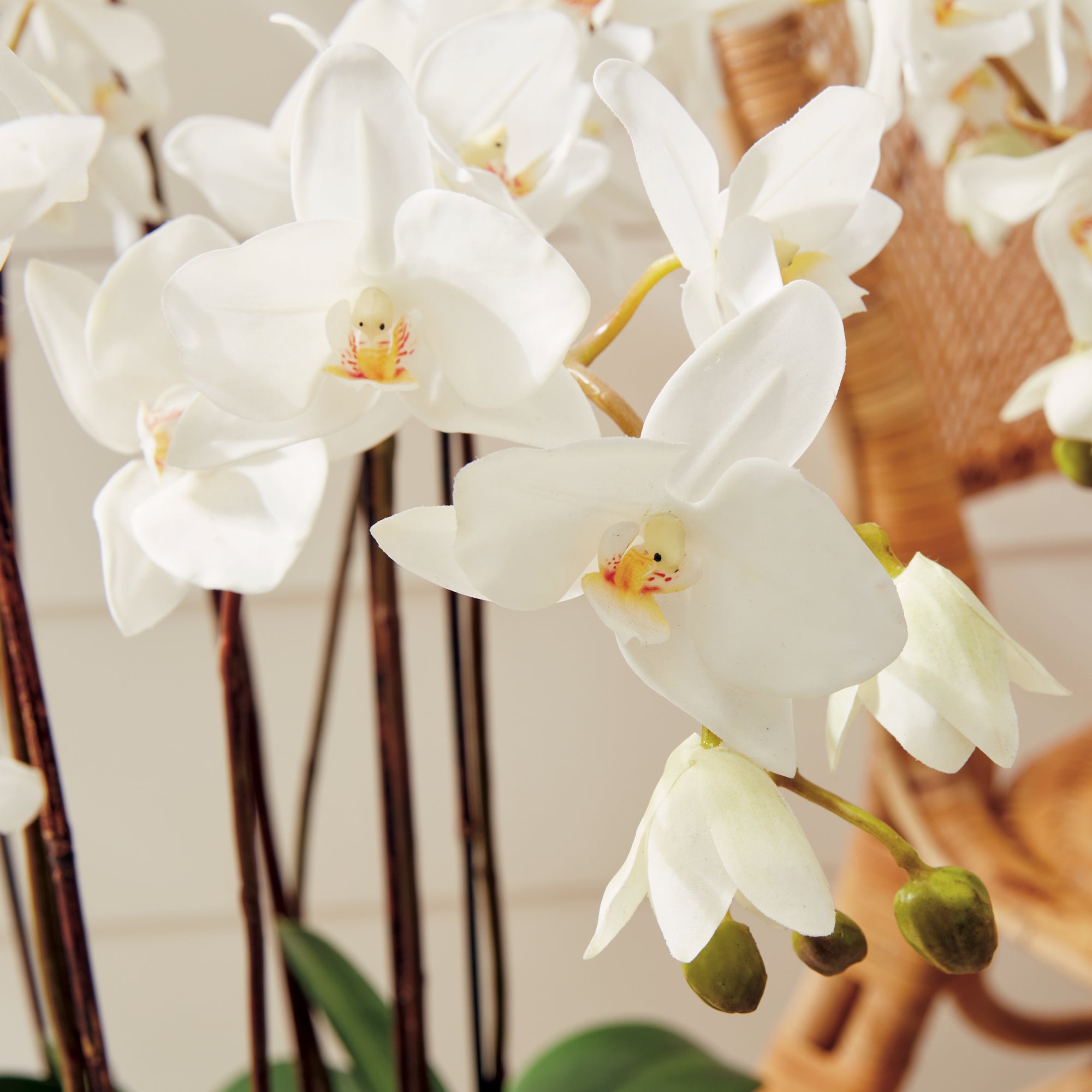 Phalaenopsis Orchid Drop-In 36" - View 4